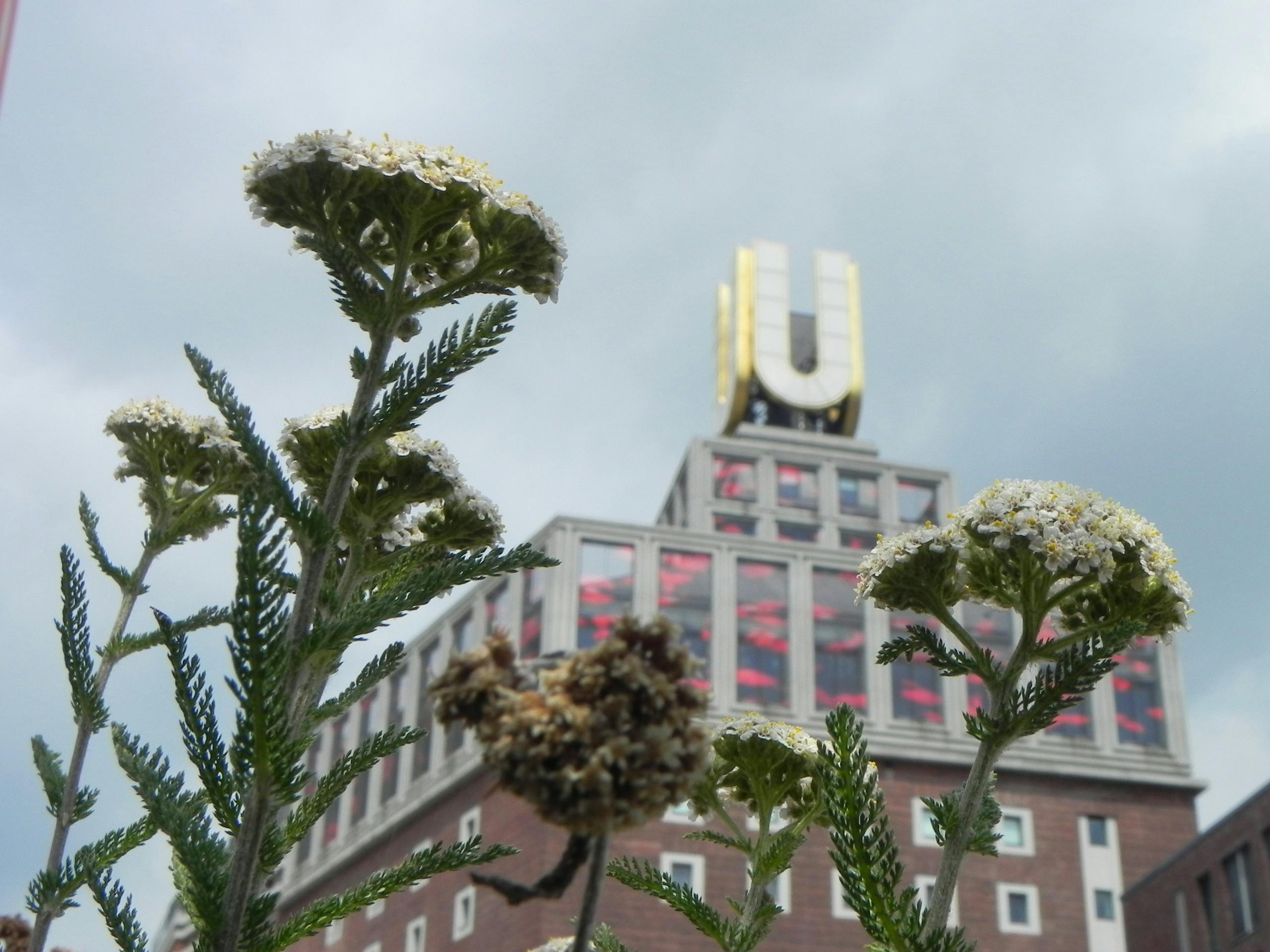 Wilde Kräuter und alte Brauereien